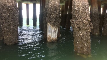 Pile and Jetty Inspection