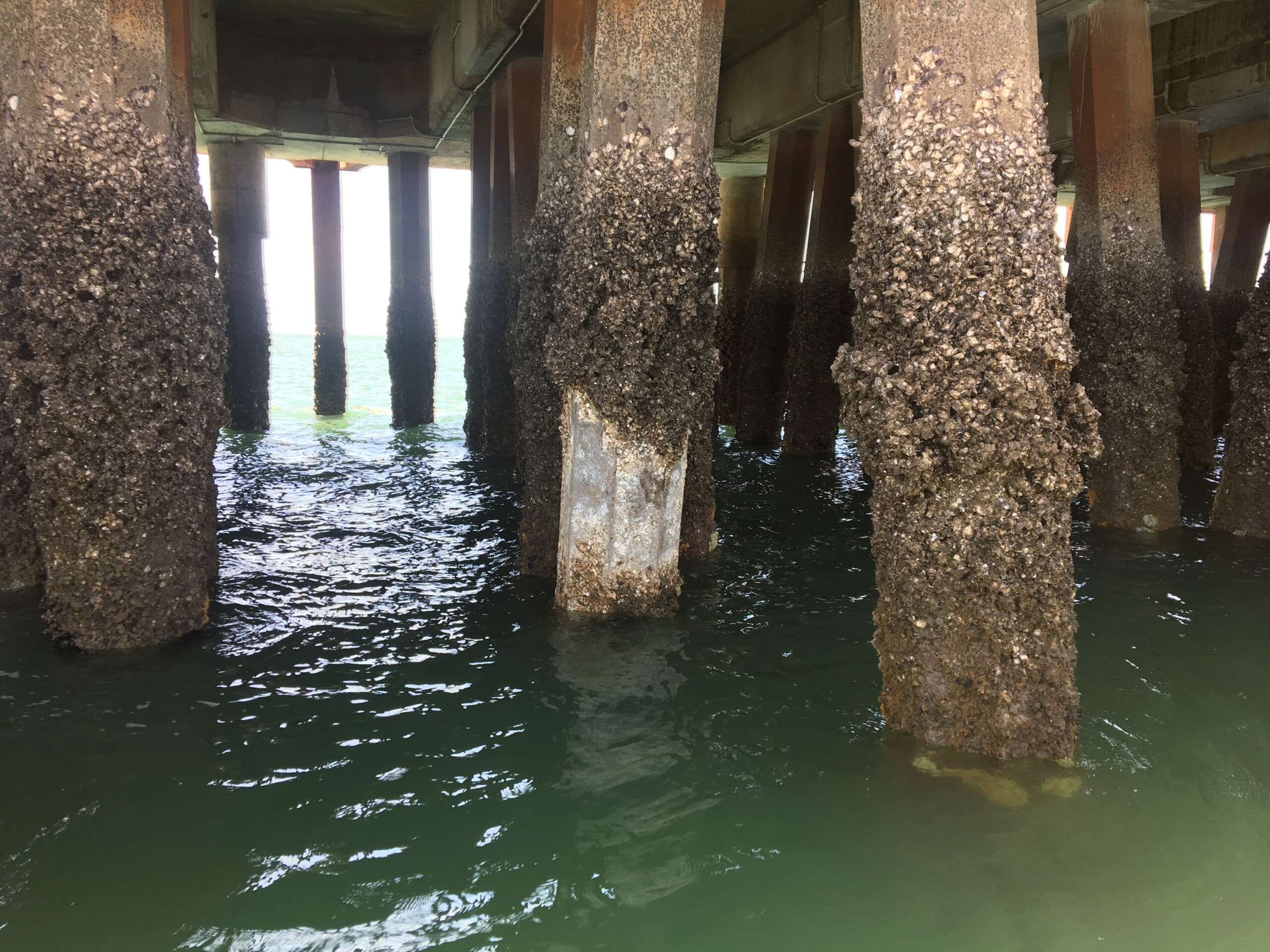 Pile & Jetty Inspection/Cleaning